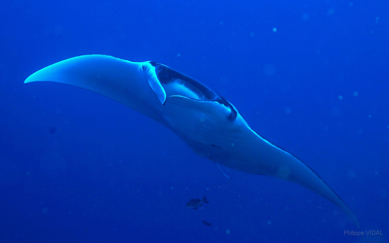 Raja Ampat 2016 - Manta Biostris - Oceanic Manta Ray - Raie Manta Oceanique - IMG_4237_rc_filtered.jpg